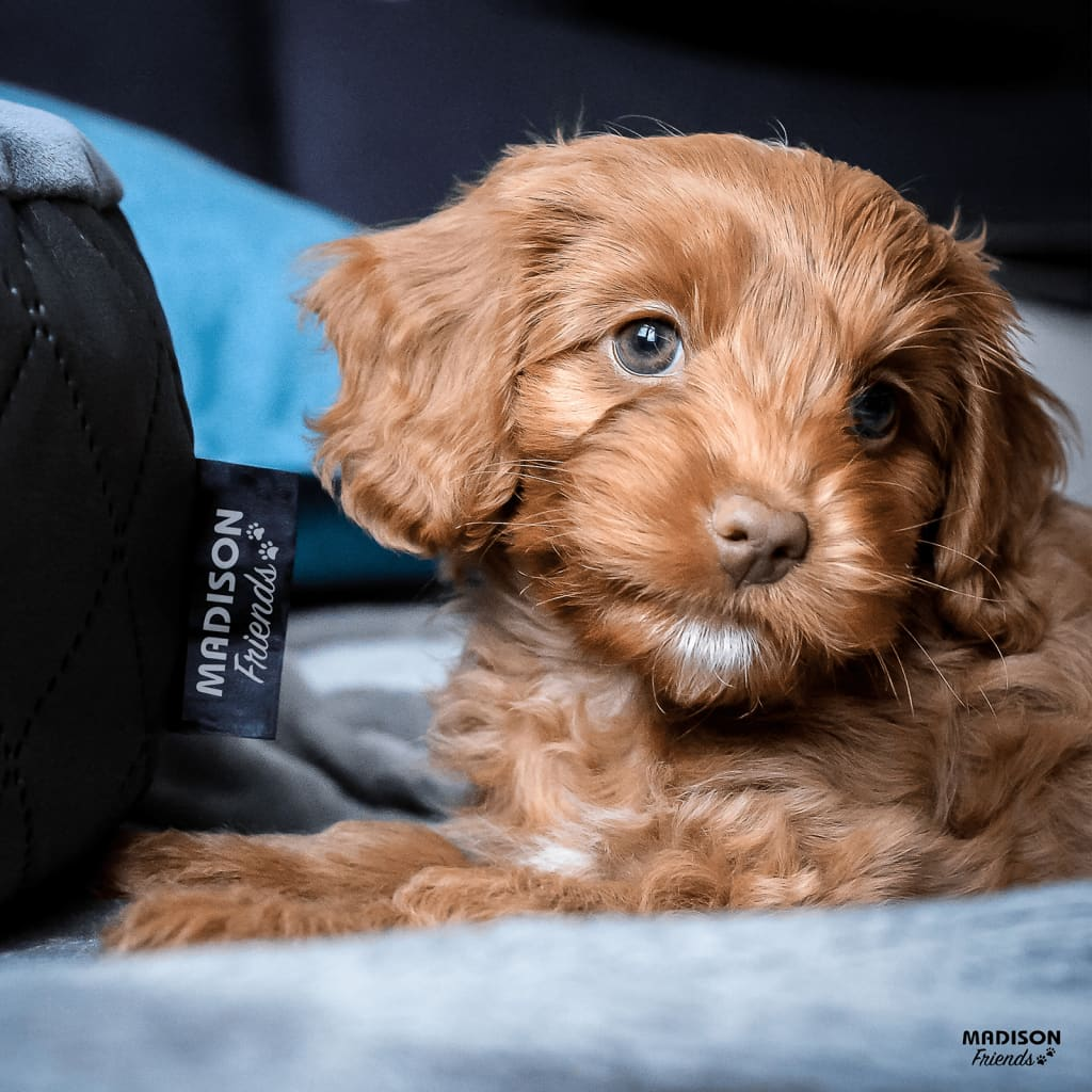 Dog Bed - Velvet Madison
