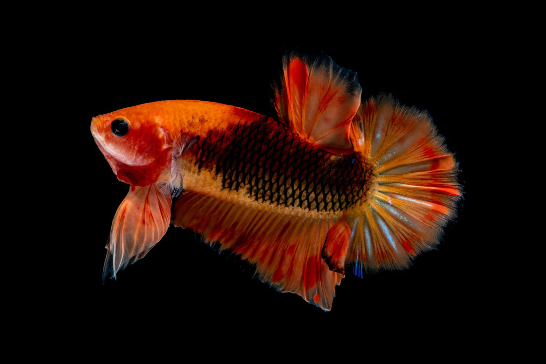 Some Pet Fish Can Recognise Their Owners