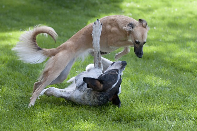 Dogs Can Understand Up to 250 Words