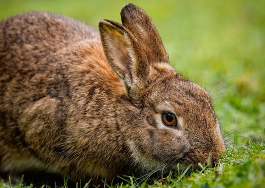 Rabbits Have Nearly 360° Vision