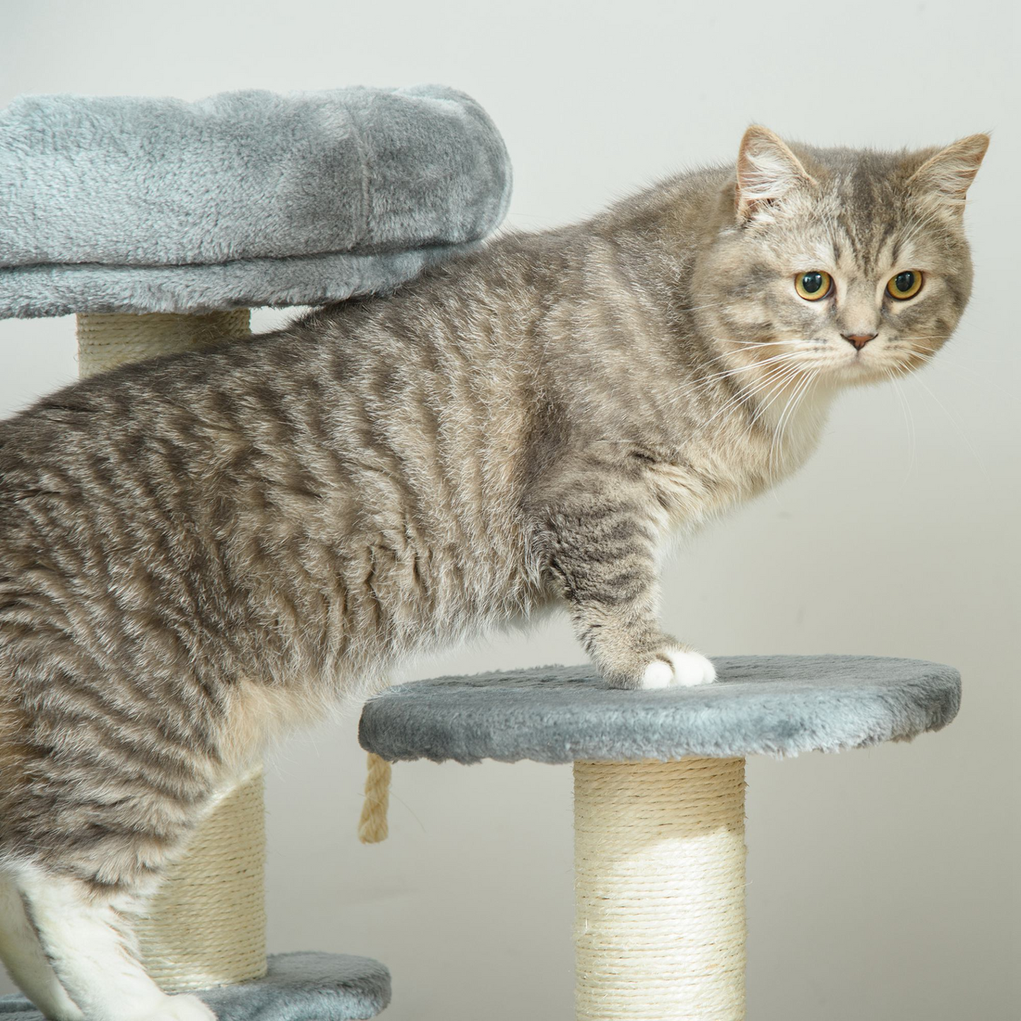 PawHut Cat Tree for Indoor Cats Kitty Scratcher Kitten Activity Centre & Scratching Post