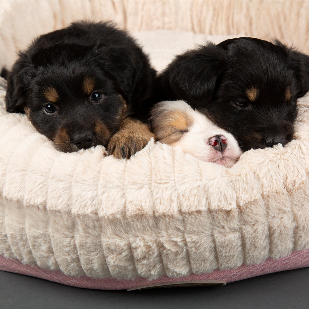 Ellen Donut Dog Bed (in Tan, Pink or Grey) by Scruffs-11